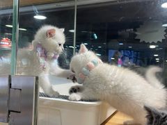 -宠物世家(仲盛世界商城店)