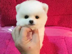 -Oh My Dog宠物沙龙(伊珊娜皮毛护理店)