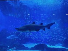 -海合安成都极地海洋公园