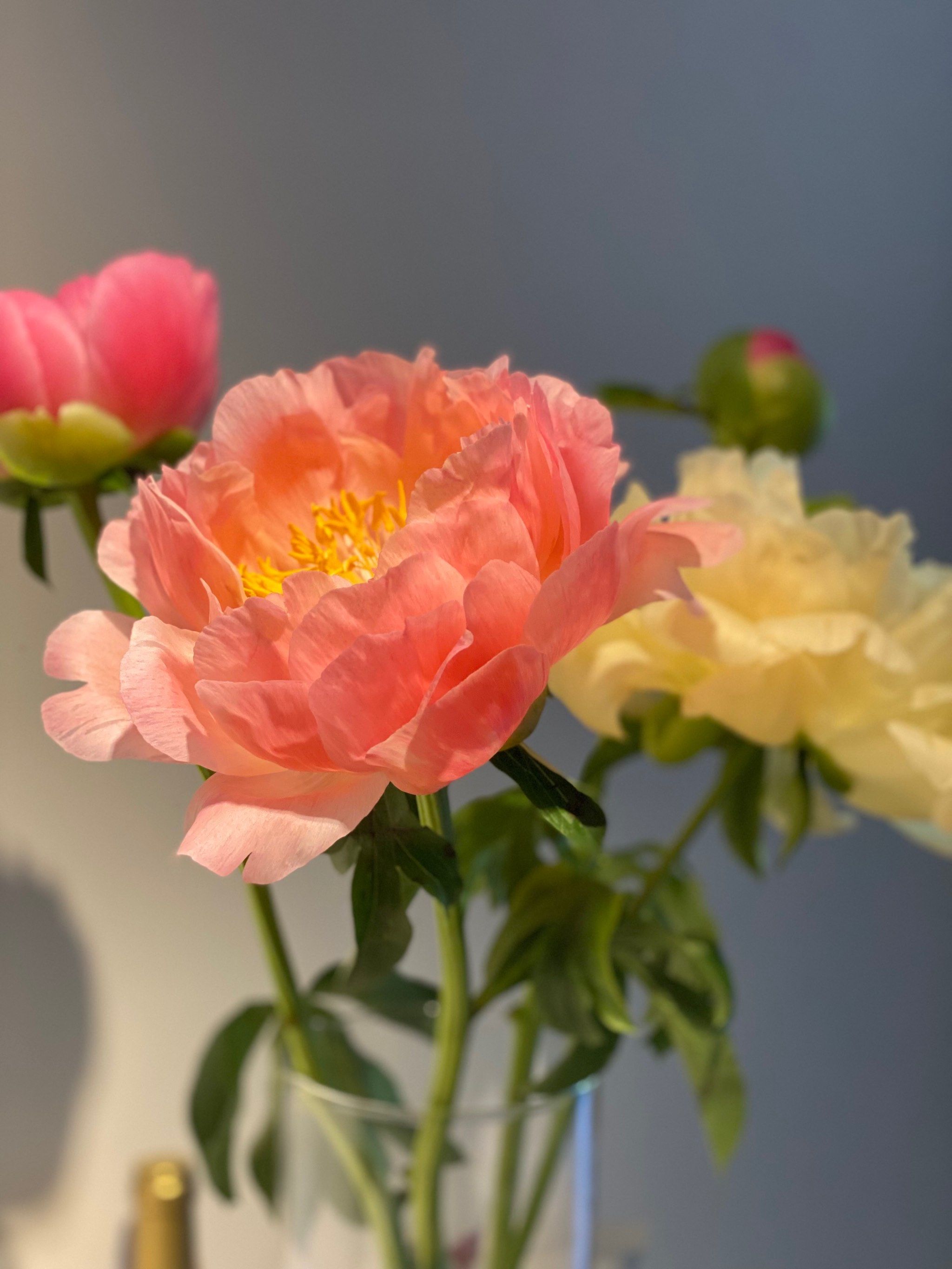 花花情报官|日落珊瑚芍药不能错过