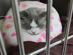 -宠颐生宠物医院·犬猫全科·皮肤科(商业街店)