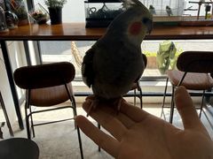 -吉丁鸟咖·异宠·寄养