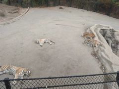 -大连森林动物园