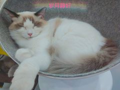 -糯米喵星人·撸猫猫舍咖啡馆(西市场嘉华店)