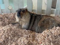 -怪兽屋·羊驼·猫咖·狗咖(俊华广场店)