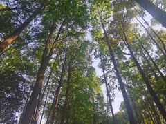 -上海滨江森林公园