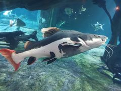 -华夏文旅海洋公园