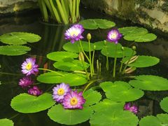 -国家植物园南园