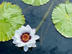 -中国科学院华南植物园
