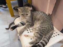 -我爱猫咪·猫咖·狗咖·安哥拉兔·羊驼咖(小寨华旗店)