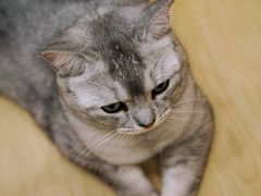 -有喵·猫咖·狗咖·30几只猫10只小狗(岗厦店)
