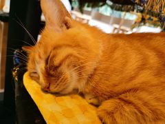-平行世界·猫咖(首经贸店)