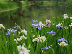 -上海共青森林公园