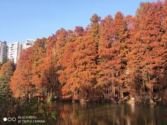 -中国科学院华南植物园