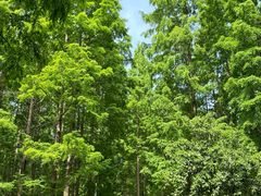 -黄海国家森林公园