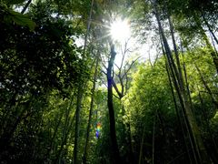 -祁门牯牛降观音堂风景区