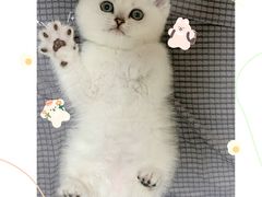 -纳吉亚猫专科动物医院·北北分院