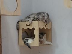 -猫色咖啡·猫咖