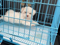 -翊宠yipet猫狗购宠庄园犬舍•猫舍