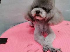 -宠福鑫康馨动物医院·骨科·眼科