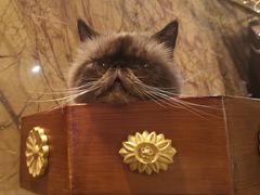 -more than meow吴止猫主题餐厅(承德 中船汇店)