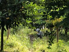 -塘栖枇杷特色园区