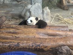 -海南热带野生动植物园