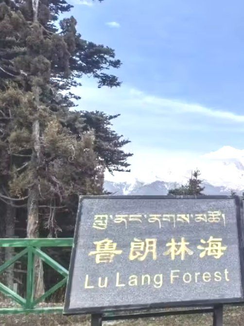 鲁朗林海:一个让你仿佛置身仙境的小众秘境