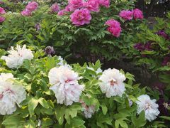 -莲花池公园