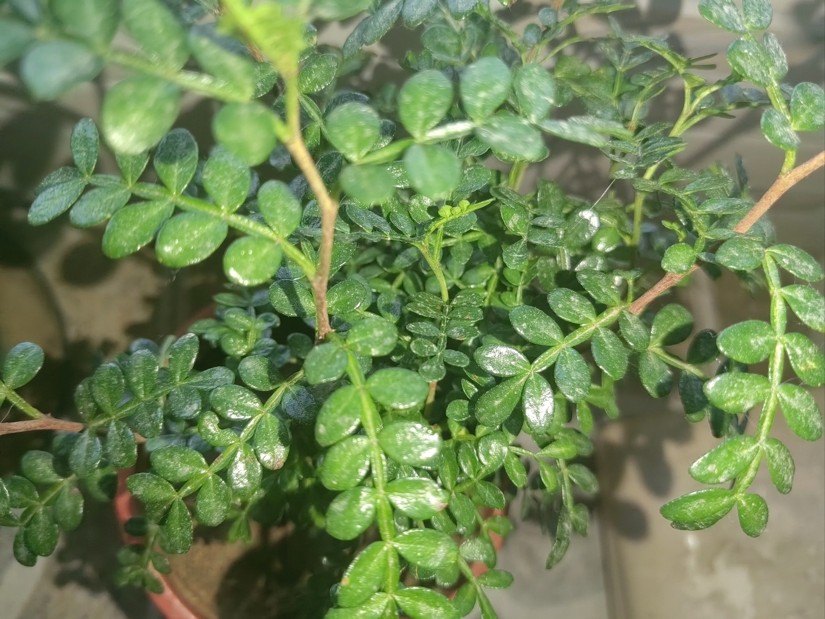 驱蚊草