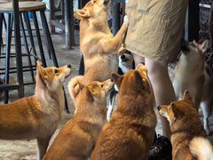 -柴犬高等学院·狗咖·柴犬售卖·宠物训练