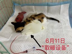 -瑞鹏宠物医院·内科·中兽医·骨科(苗圃店)