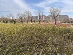 -汉长安城未央宫国家考古遗址公园