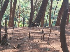 -黔灵山公园