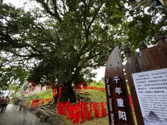 -蔡家宅