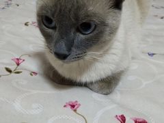 -宠福鑫康馨动物医院·骨科·眼科