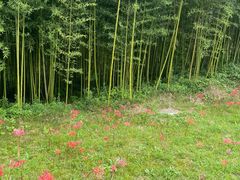 -黄海国家森林公园
