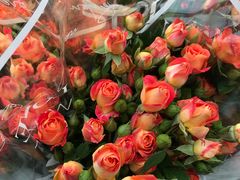 -循礼门鲜花花市(武汉循礼门店)