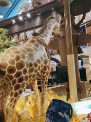 点击看大图 -卡通尼·Safari非洲探索乐园·生日会(金桥国际商业广场店)