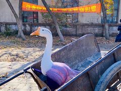 -蒲河大集