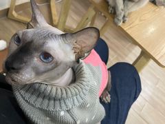 -李小姐の猫咖啡馆(五角场店)