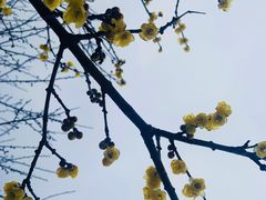 -香雪海