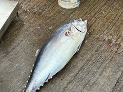 -尼甘布海鲜市场