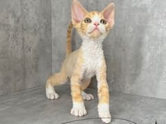 -小猫来了·猫舍(红山六九七九店)