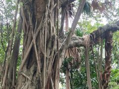 -九龙公园