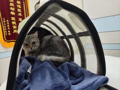 -中农国际动物医院24小时·猫科·骨科·急重症中心