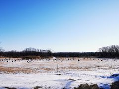 -钏路市丹顶鹤自然公园