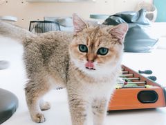 -飞行喵MR PILOT|猫舍·猫咖(静安大融城店)