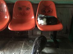 -猫咪博物馆(顶澳仔猫街店)