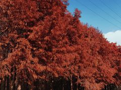 -上海海湾国家森林公园